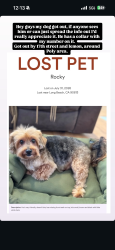 Lost Male Dog last seen Near poly highschool, Long Beach, CA 90813