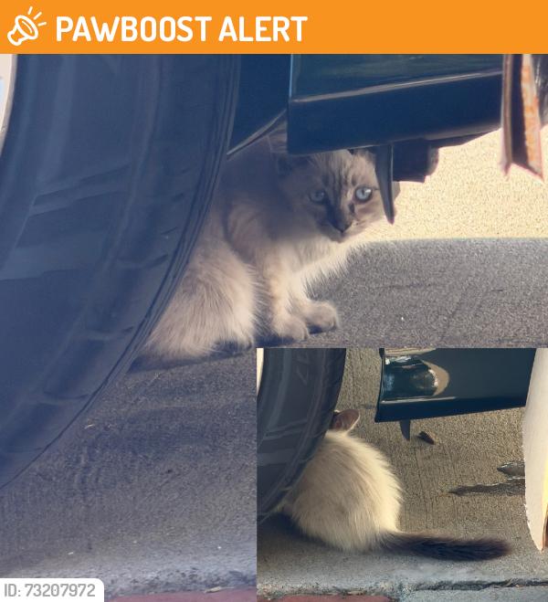 Found/Stray Unknown Cat last seen Wedgeworth elementary, Hacienda Heights, CA 91745
