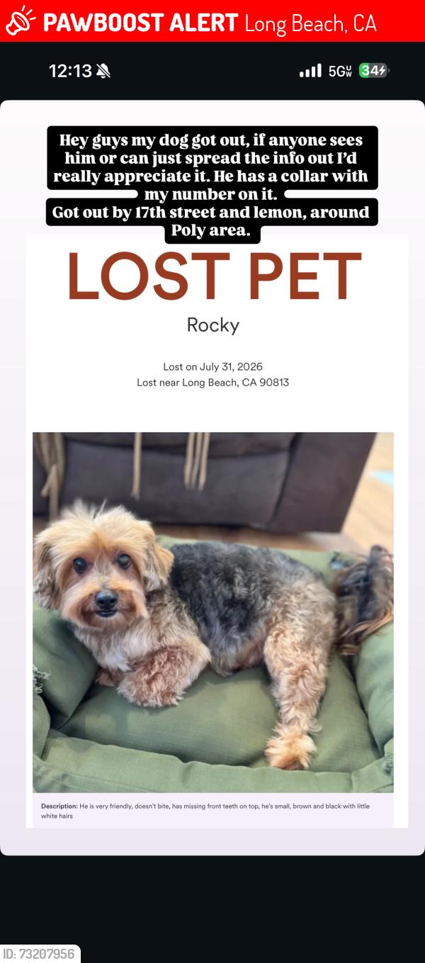 Lost Male Dog last seen Near poly highschool, Long Beach, CA 90813