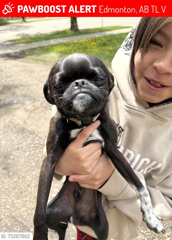 Lost Male Dog last seen Near 122 ave nw, Edmonton, AB T5L 2V5