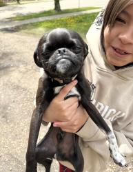 Lost Male Dog last seen Near 122 ave nw, Edmonton, AB T5L 2V5