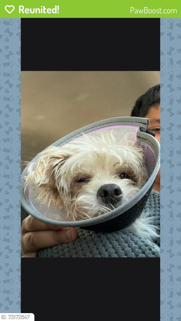 Reunited Male Dog last seen Third Ave and Joslyn, Pontiac, MI 48340