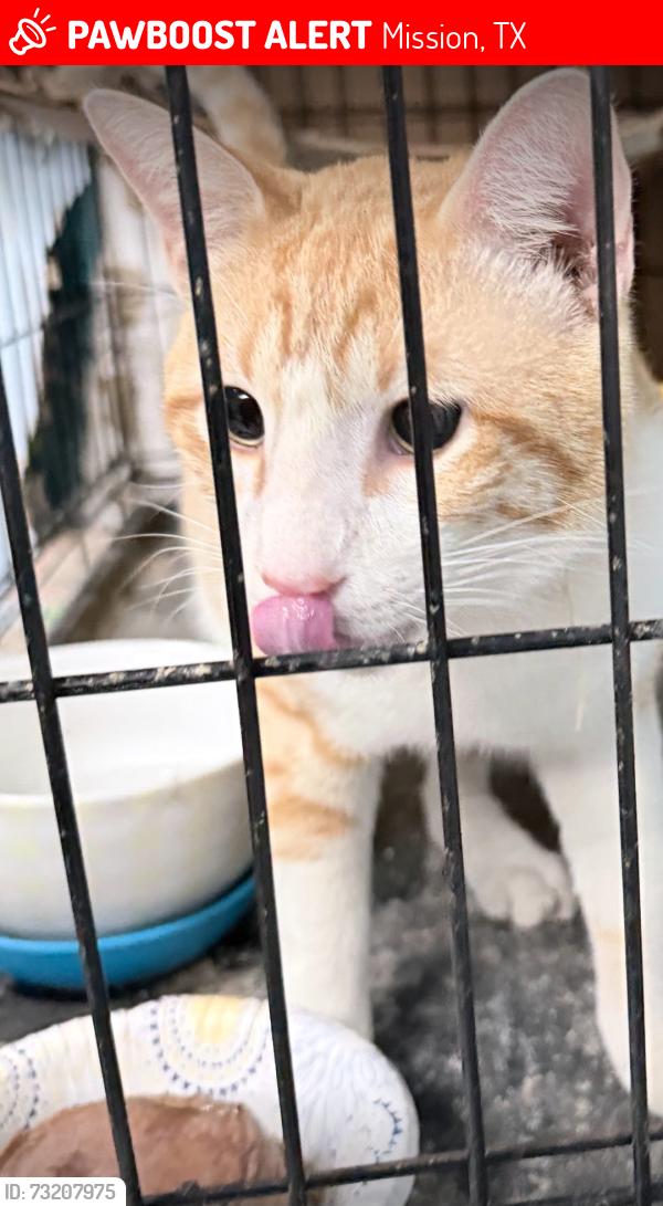Lost Male Cat last seen In front of Delia’s Tamales in Mission, Mission, TX 78574