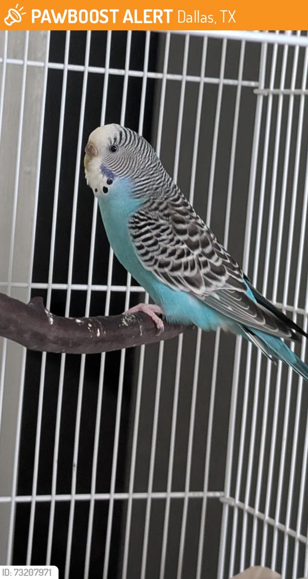 Found/Stray Female Bird last seen Oak Lawn Ave and Hi Line Road, Dallas, TX 75207