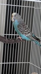 Found/Stray Female Bird last seen Oak Lawn Ave and Hi Line Road, Dallas, TX 75207
