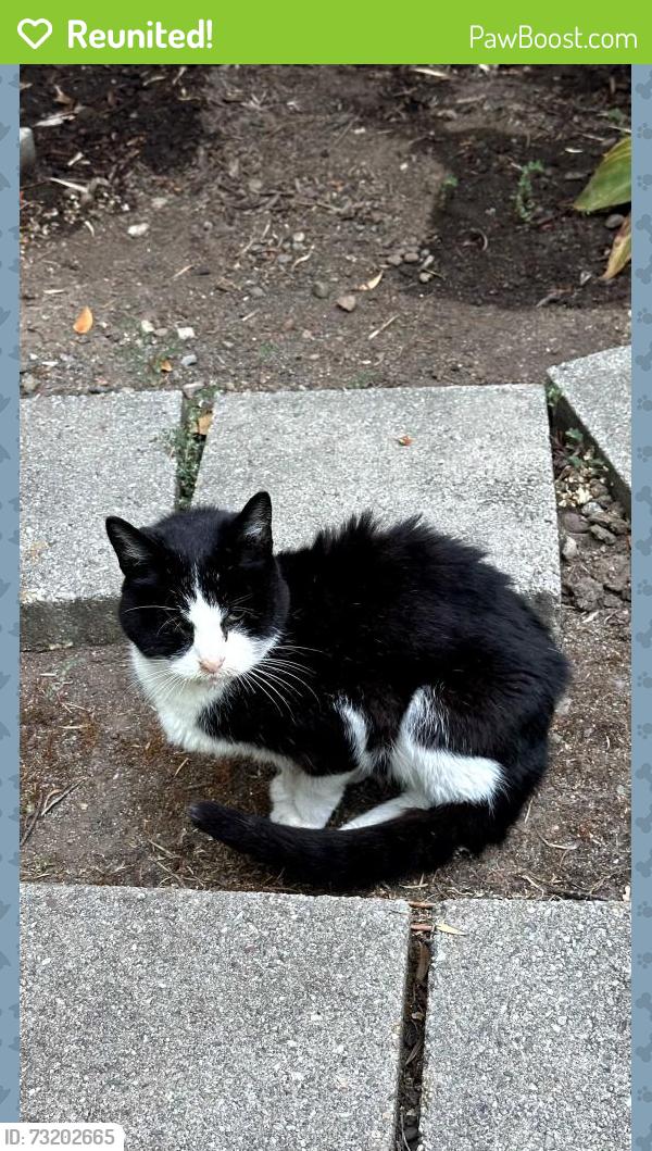 Reunited Unknown Cat last seen Stonehedge Drive and Summerfield Rd., Santa Rosa, CA 95405