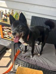 Reunited Female Dog last seen Benner st & Edmund st, Philadelphia, PA 19135