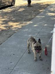 Found/Stray Male Dog last seen San Antonio and Monterey, Pomona, CA 91767