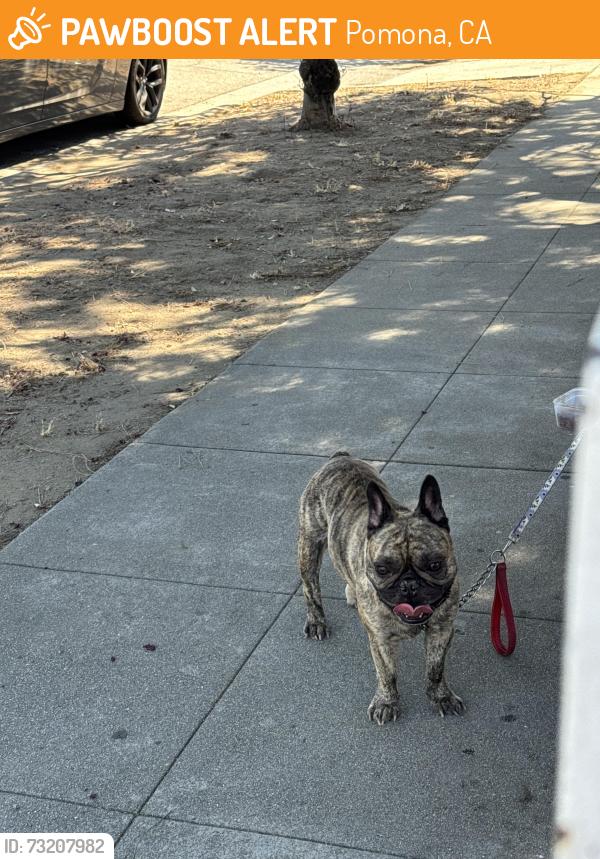 Found/Stray Male Dog last seen San Antonio and Monterey, Pomona, CA 91767