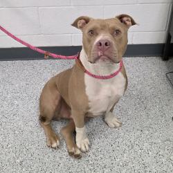 Shelter Stray Male Dog last seen , 5801 Graye Ln, Caldwell, ID 83607, USA
