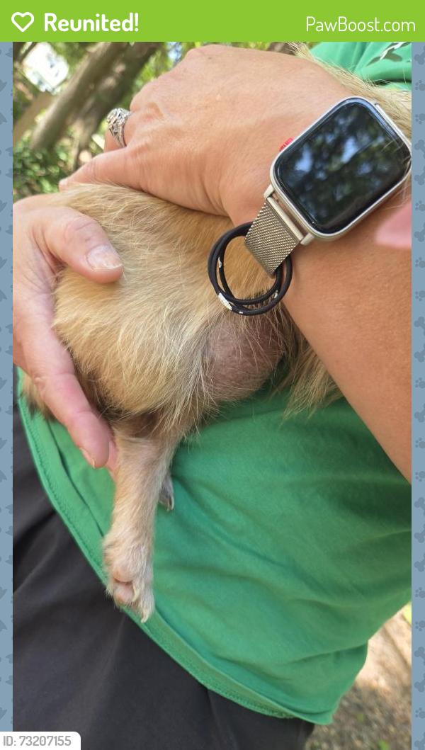 Reunited Female Dog last seen Bellview and Westover, Winston-Salem, NC 27103