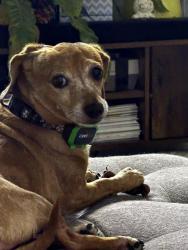 Reunited Female Dog last seen Aspen and Neans, Austin, TX 78758