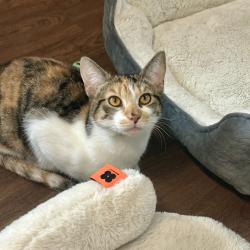Shelter Stray Female Cat last seen , 8020 Washington St, Port Richey, FL 34668, USA