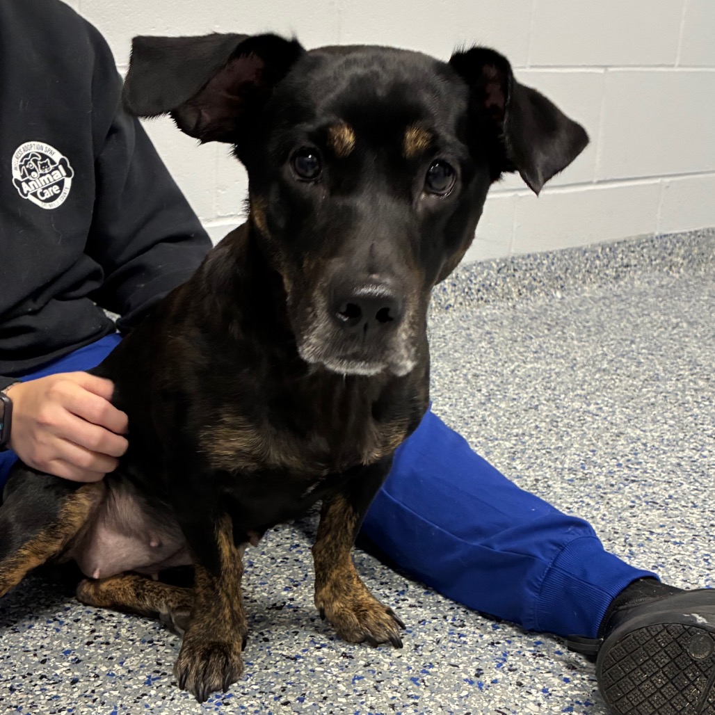Shelter Stray Female Dog last seen , 328 Furman Hall Rd, Greenville, SC 29609, USA