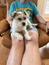 Reunited Female Dog last seen Middlebrook pike and N. Gallagher rd at Weigels and Cedar Bluff Animal hosp, Knoxville, TN 37920