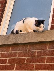 Reunited Male Cat last seen Waterloo College Hall, ION Waterloo Park stop, Waterloo, ON N2L 3B6