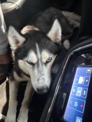 Reunited Female Dog last seen Grafton, Newark, NJ 07104