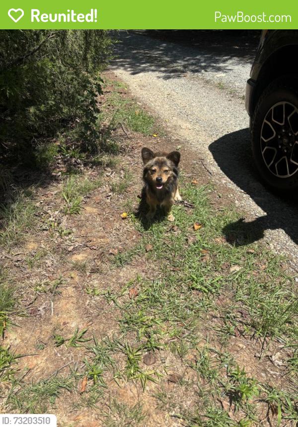 Reunited Male Dog last seen Bantam rd, Pleasant Garden, NC 27313