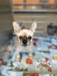 Reunited Unknown Dog last seen Patterson, Lawrenceville, GA 30044