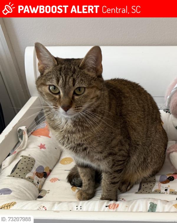Lost Female Cat last seen Issaqueena Trl and Cambridge Dr, Central, SC 29630
