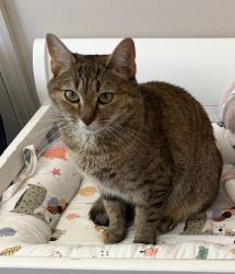Lost Female Cat last seen Issaqueena Trl and Cambridge Dr, Central, SC 29630