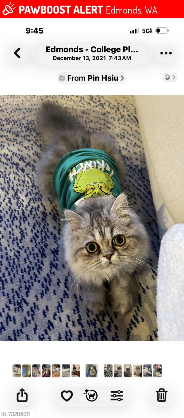 Lost Female Cat last seen 81st ave w and 200th st sw, Edmonds, WA 98026