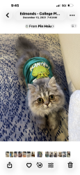 Lost Female Cat last seen 81st ave w and 200th st sw, Edmonds, WA 98026