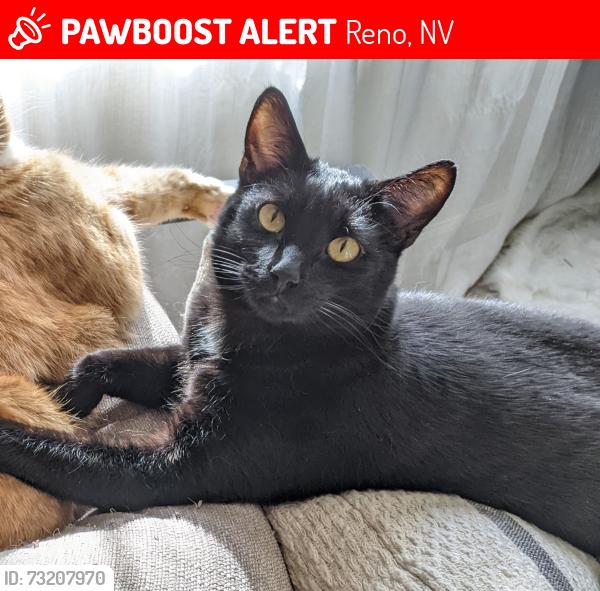 Lost Male Cat last seen Autumn Leaf Way, Reno, NV 89506