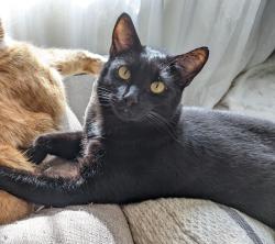 Lost Male Cat last seen Autumn Leaf Way, Reno, NV 89506