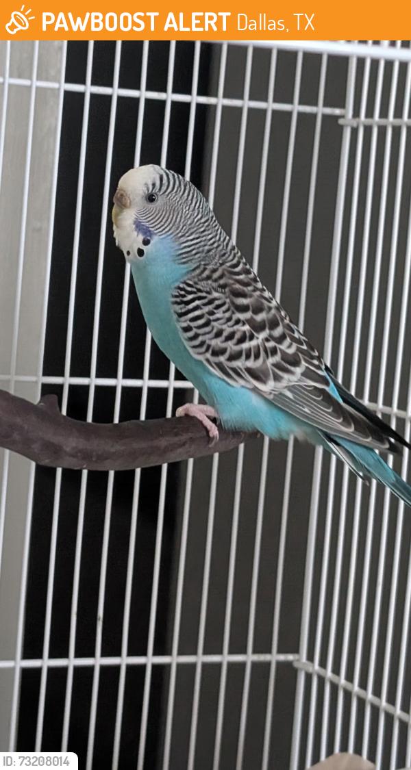 Found/Stray Female Bird last seen Oak Lawn Ave and Hi Line Road, Dallas, TX 75207