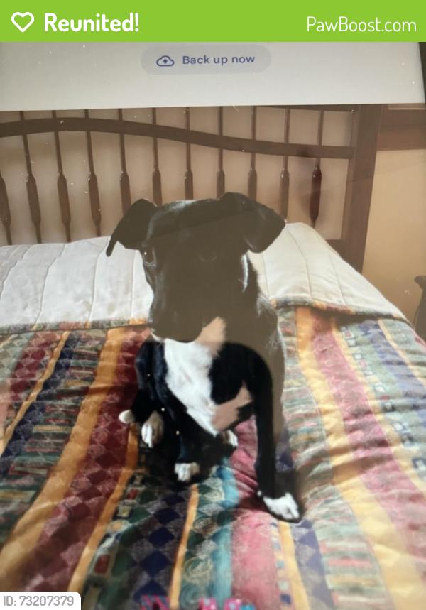 Reunited Female Dog last seen Near Lynne dr, waukesha, Waukesha, WI 53186