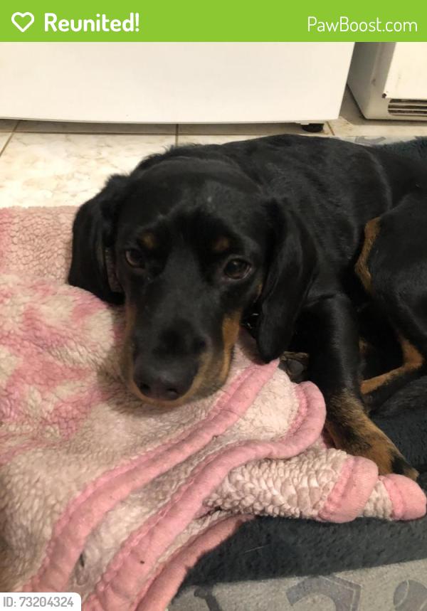 Reunited Male Dog last seen Summer Ave 07104, Newark, NJ 07104