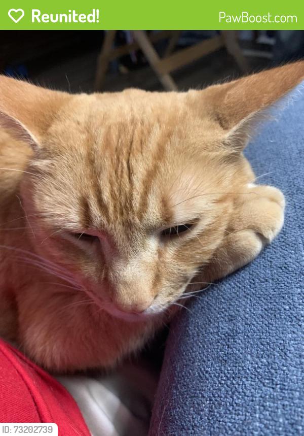 Reunited Male Cat last seen Brian Dr., Spartanburg, SC 29307