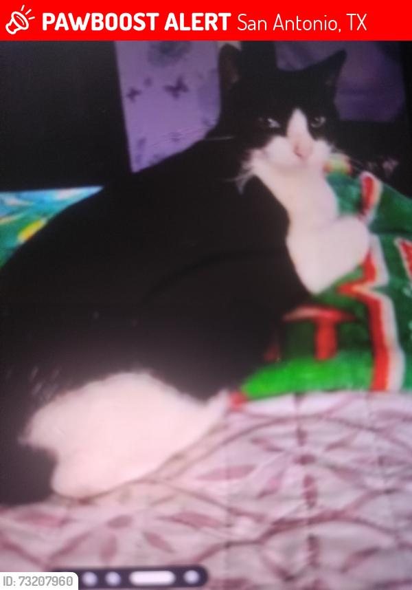 Lost Female Cat last seen West Ave & Vance Jackson, San Antonio, TX 78201