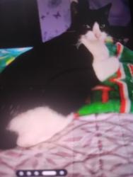 Lost Female Cat last seen West Ave & Vance Jackson, San Antonio, TX 78201