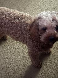 Lost Female Dog last seen Martin, Colleyville, TX 76034
