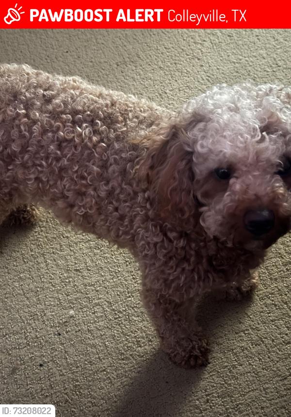 Lost Female Dog last seen Martin, Colleyville, TX 76034