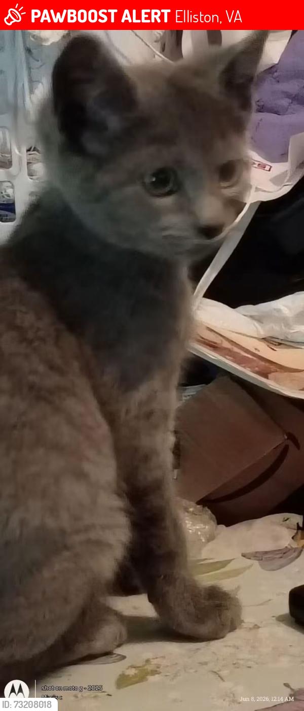 Lost Female Cat last seen Near riffe St, Elliston, VA 24087