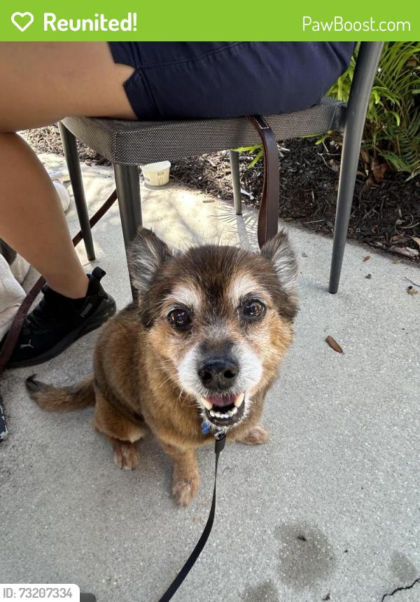 Reunited Male Dog last seen St John’s Bluff / Atlantic Blvd, Jacksonville, FL 32246