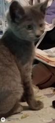 Lost Female Cat last seen Near riffe St, Elliston, VA 24087