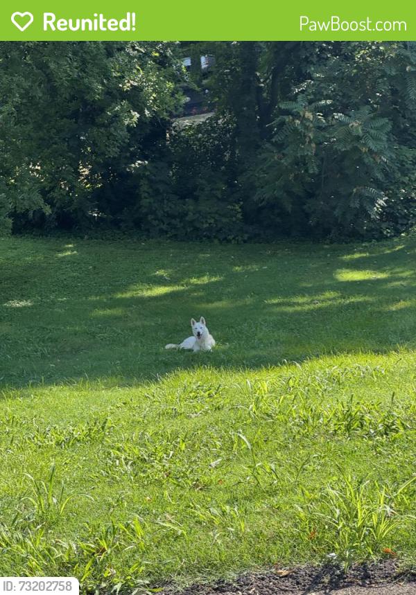 Reunited Unknown Dog last seen Atchley and Yarnell, Knoxville, TN 37920