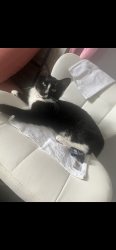 Lost Female Cat last seen Eastwood & Disston, Philadelphia, PA 19149