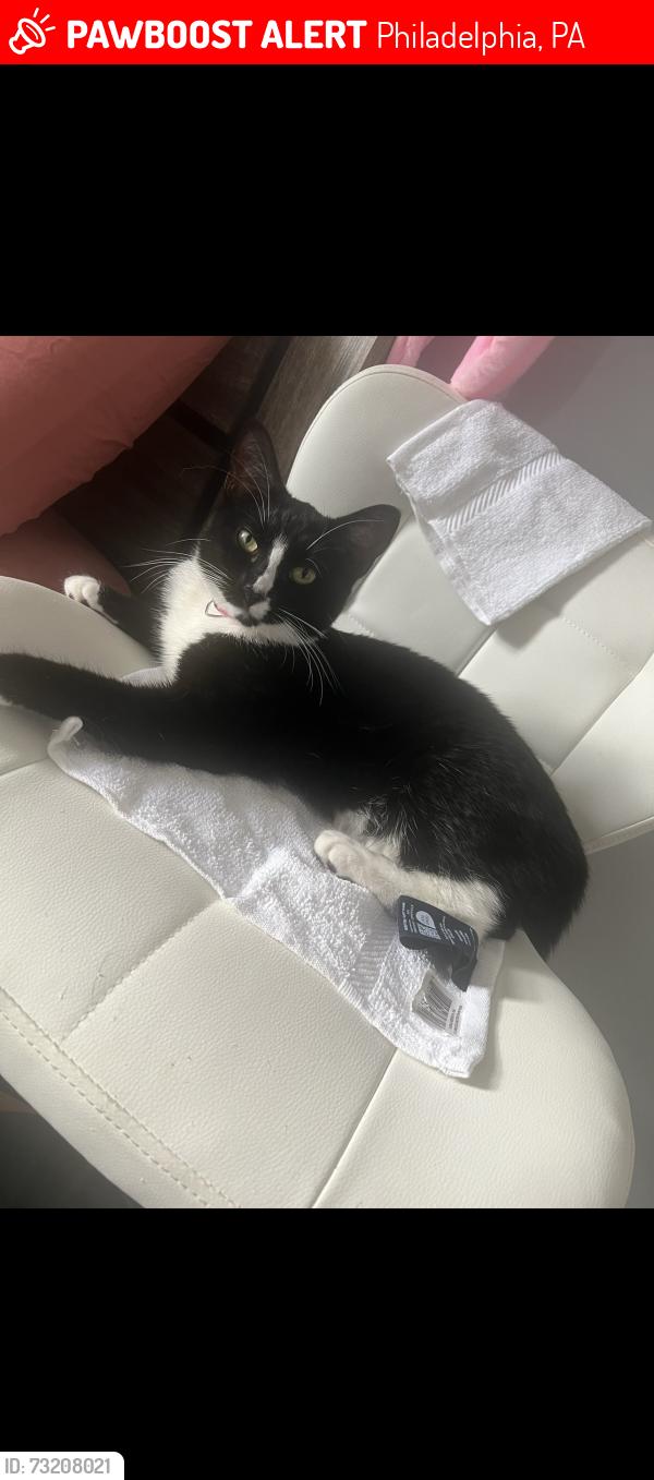 Lost Female Cat last seen Eastwood & Disston, Philadelphia, PA 19149