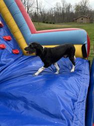 Reunited Male Dog last seen Last seen crossing TN 139, Dandridge, TN 37725