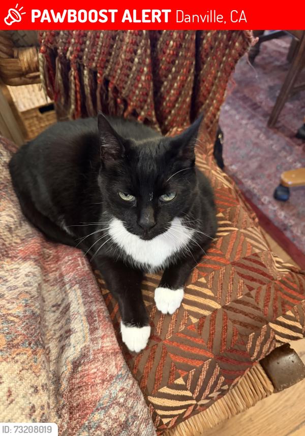 Lost Female Cat last seen Dunhill Drive, Danville, CA 94506