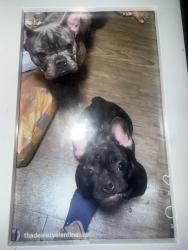 Reunited Male Dog last seen Craig & walnut, Las Vegas, NV 89115