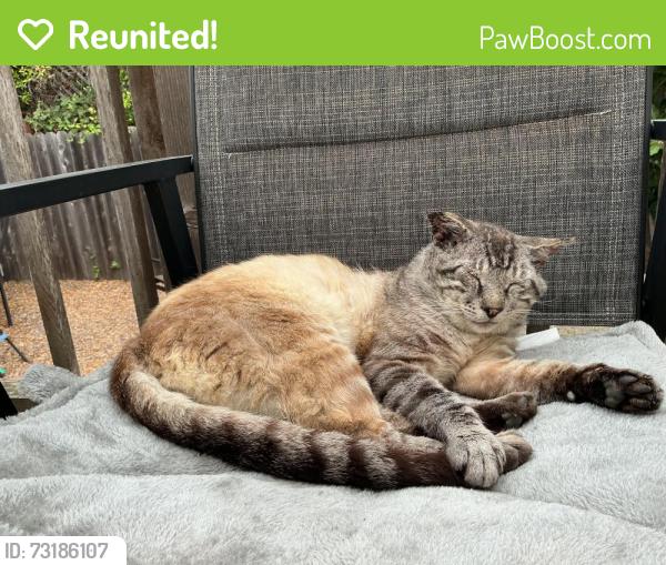Reunited Male Cat last seen Near well grounded, El Cerrito, CA 94530