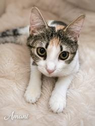 Shelter Stray Female Cat last seen , 5302 Stone St, Chattanooga, TN 37412, USA