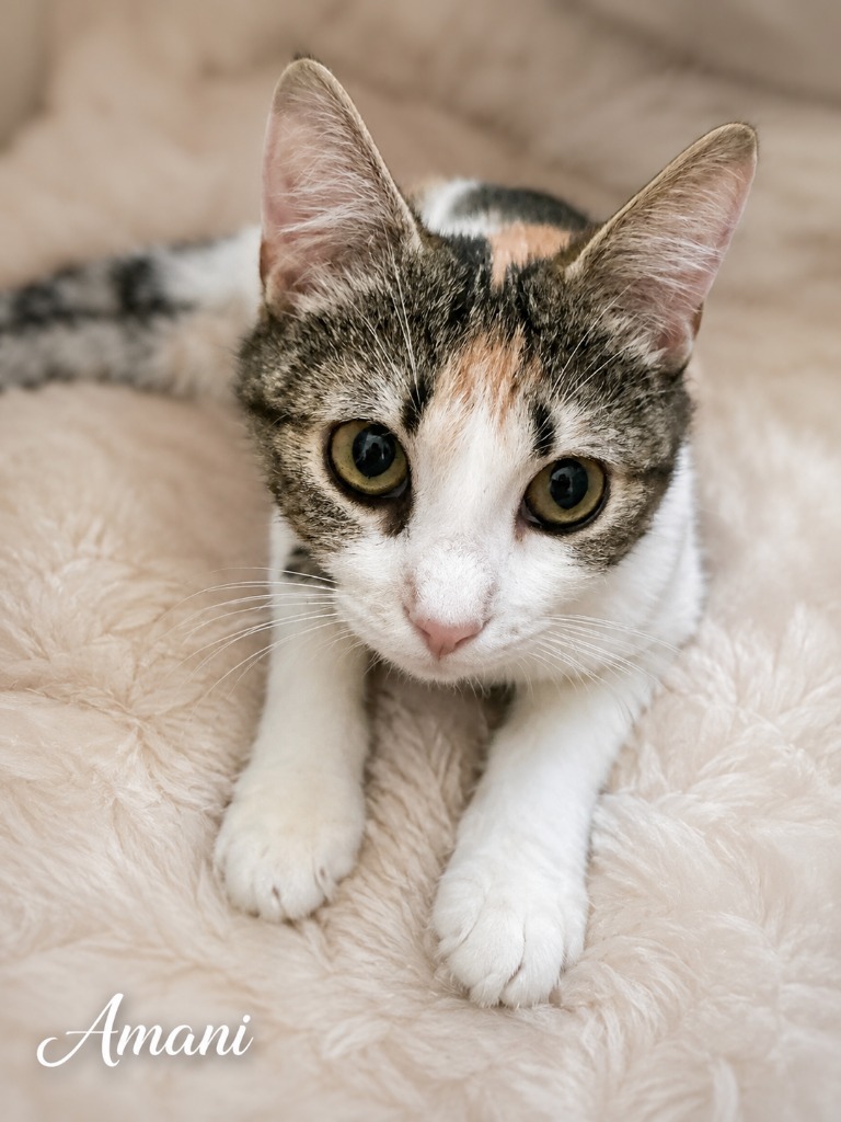 Shelter Stray Female Cat last seen , 5302 Stone St, Chattanooga, TN 37412, USA