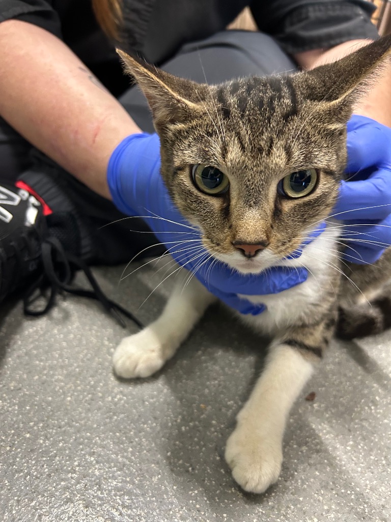 Shelter Stray Female Cat last seen , 5302 Stone St, Chattanooga, TN 37412, USA